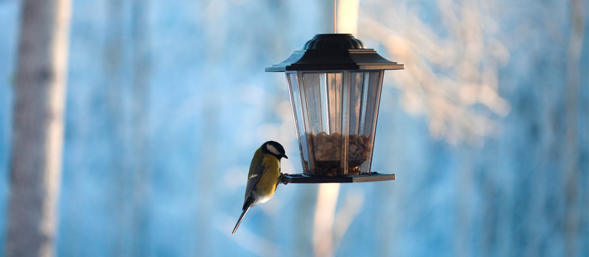 Best-Bird-Feeders