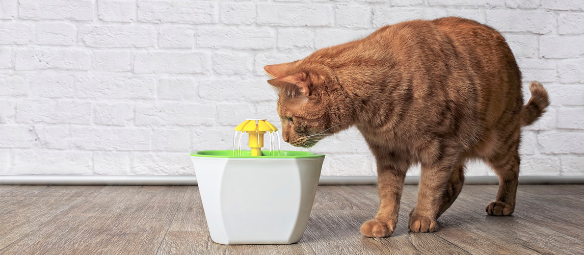 self cleaning cat water fountain