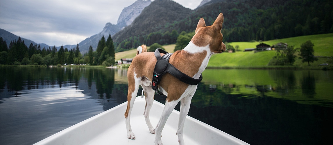 Best-Dog-Boat-Ramps-1
