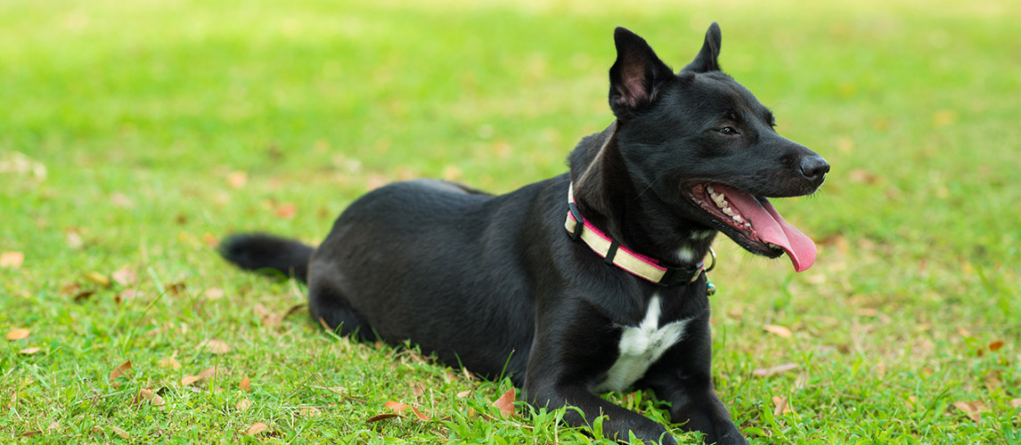 Best-Dog-Collars1