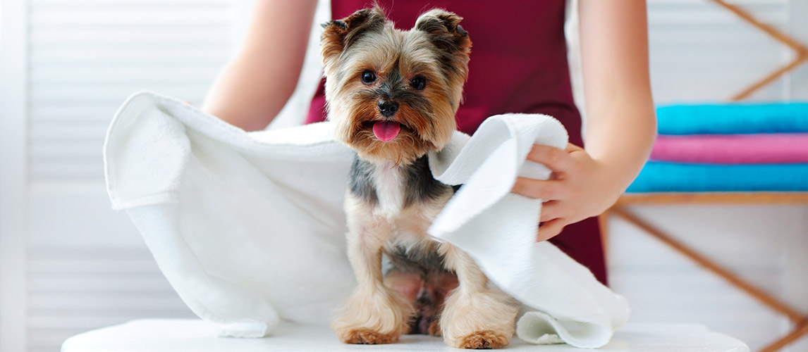 Best-Dog-Drying-Towel