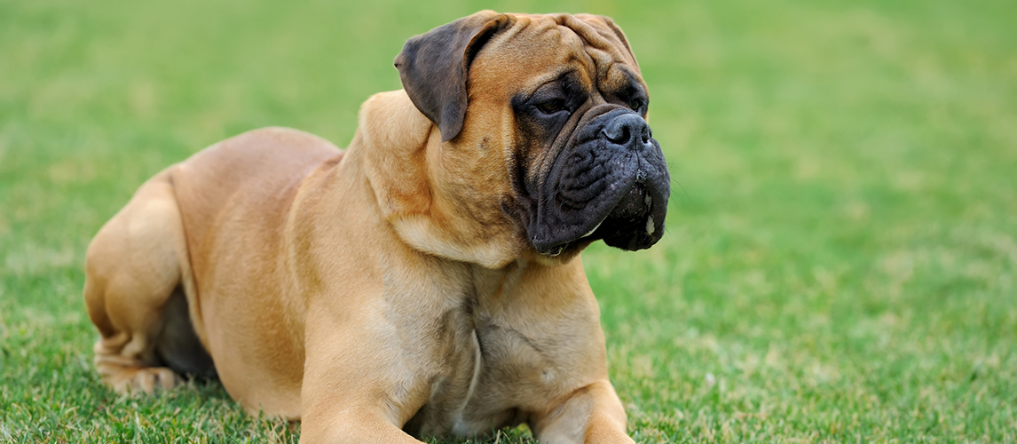 Neapolitan Mastiff Diet Chart