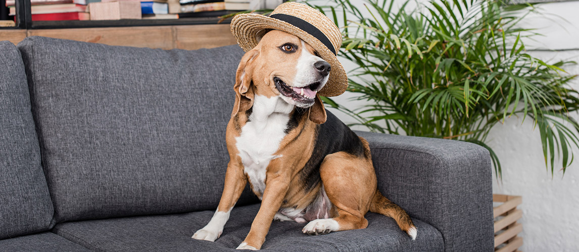 Best-Dog-Hats