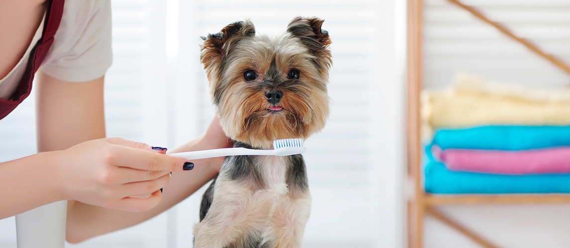 Best-Dog-Toothbrush