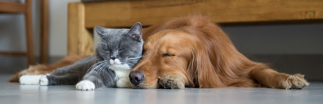 Best-Dog-for-Cats—Which-Breeds-Are-Least-Likely-To-Chase-Your-Cat