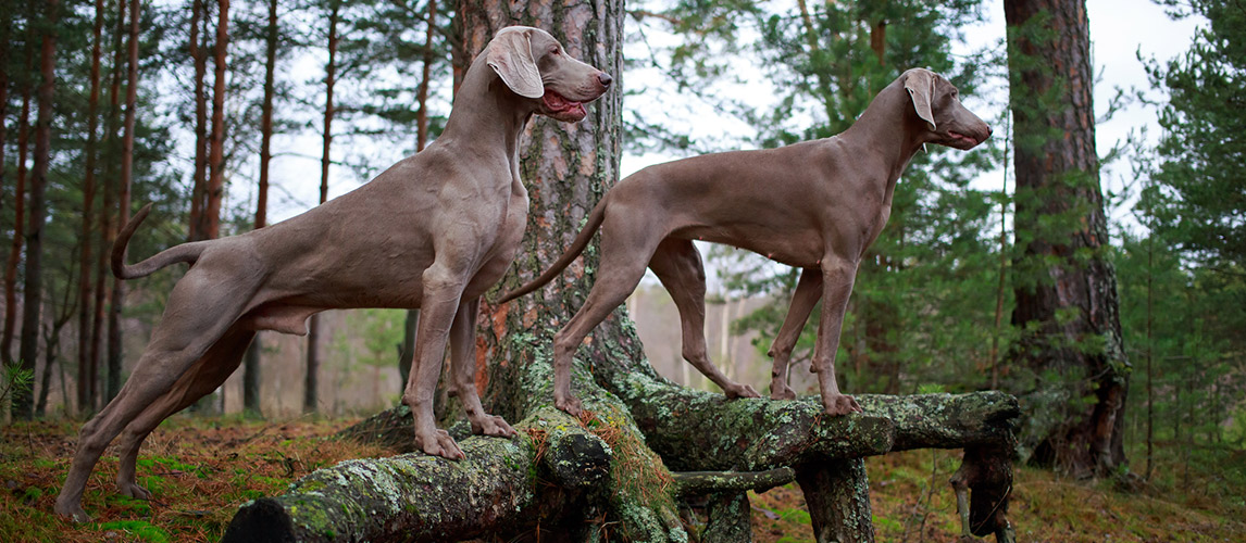 dog food for hunting dogs