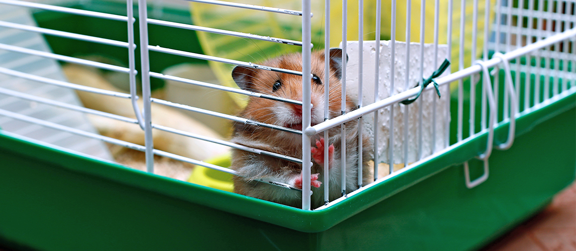 The Best Hamster Cages Review In 21 My Pet Needs That