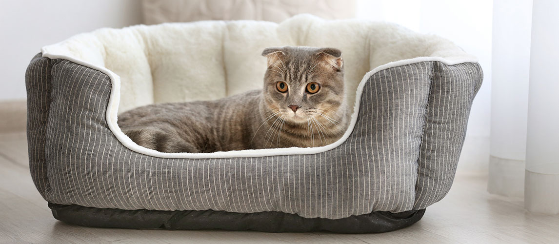 chewy heated cat beds