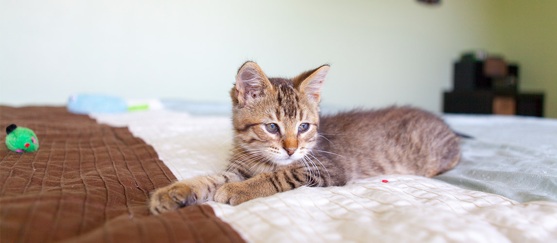 The 5 Best Nail Caps for Cats—We Tested Them All In 2024 