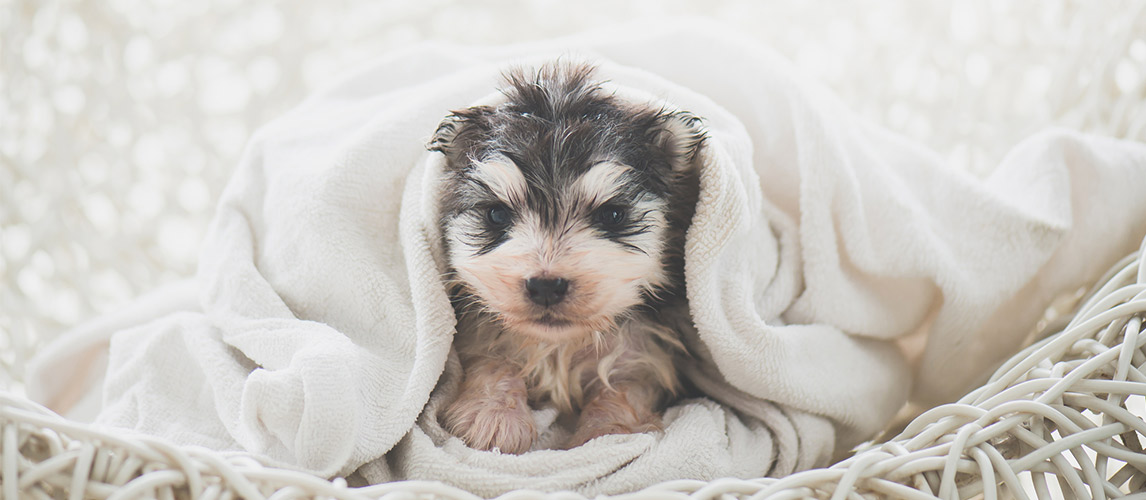 Best-Puppy-Shampoos-1