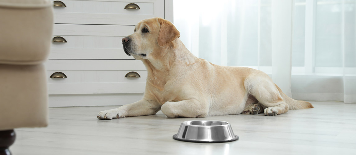 Best-Slow-Feeder-Dog-Bowls