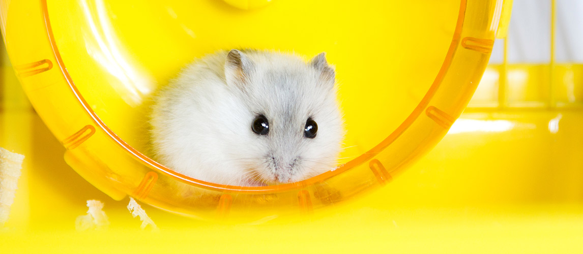 safe hamster toys