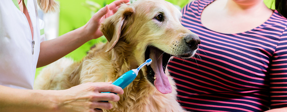 Big dog getting dental care
