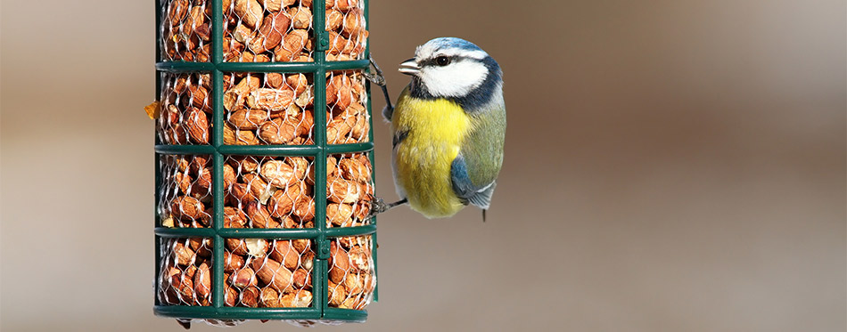 Bird eating peanuts