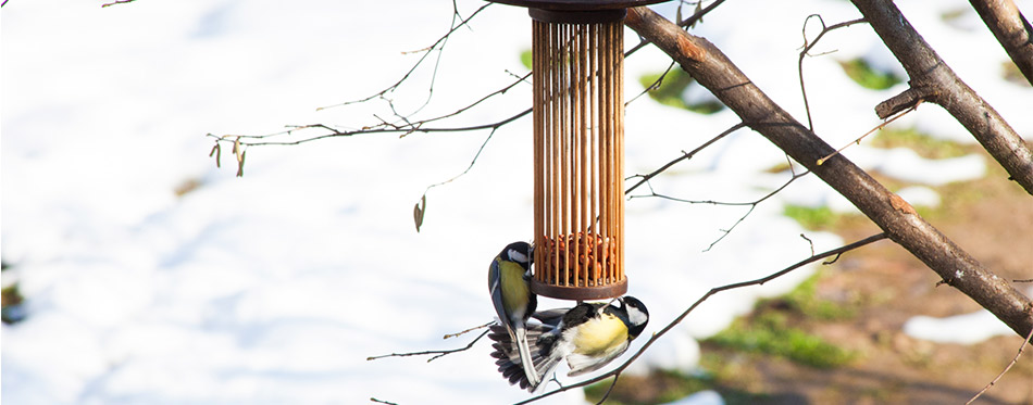 Birds eating food