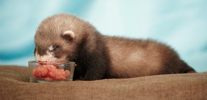 Blind baby ferret eating meat