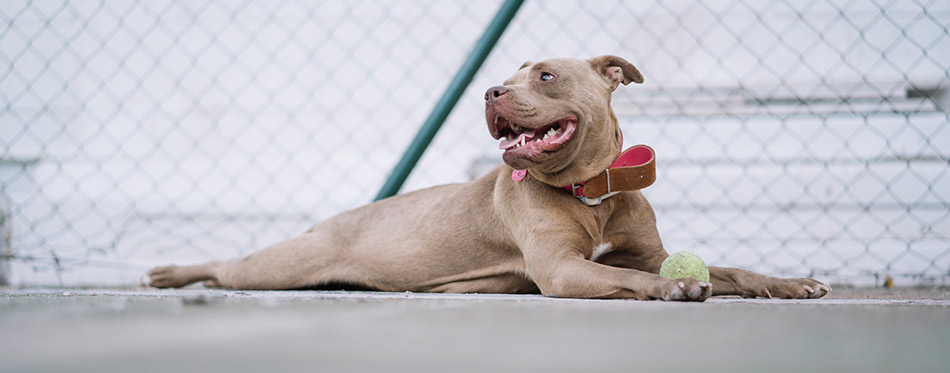 Brown Pitbull dog