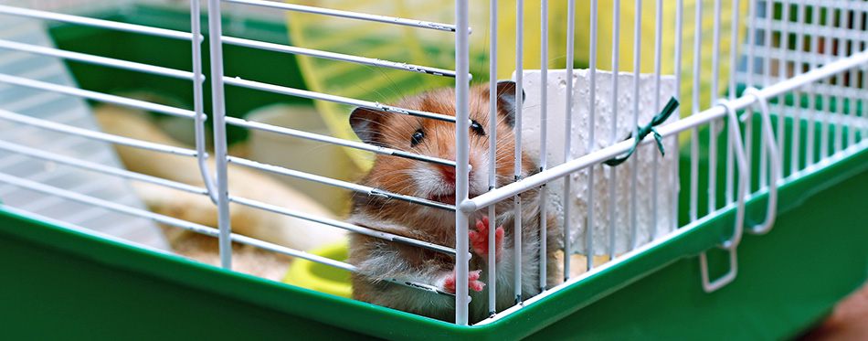 Brown Syrian hamster gnaws inside a cage