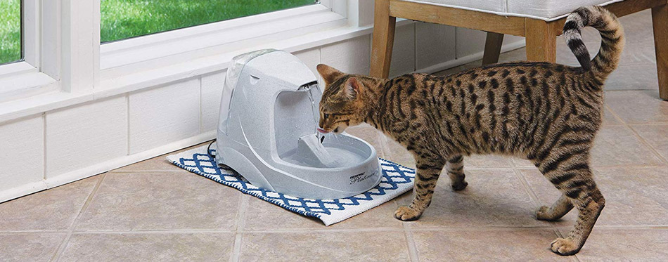 Cat Drinks Water