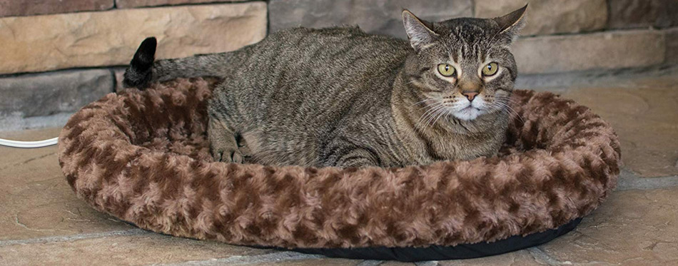 Cat Laying on Bed