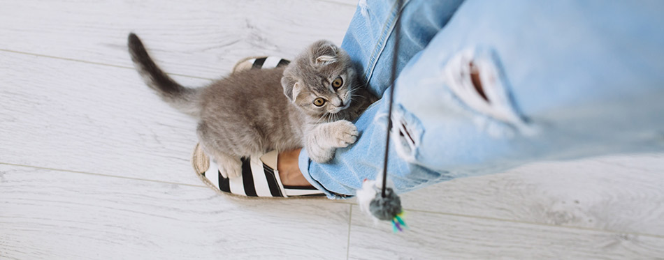 Cat Playing with Toy