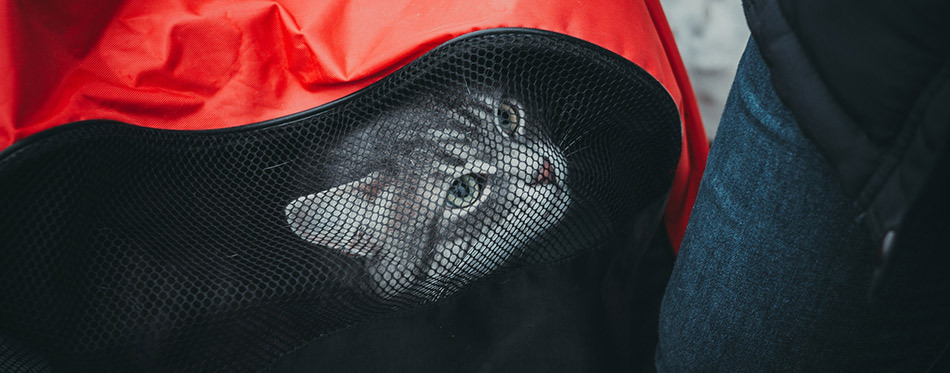 Cat in a Carrier