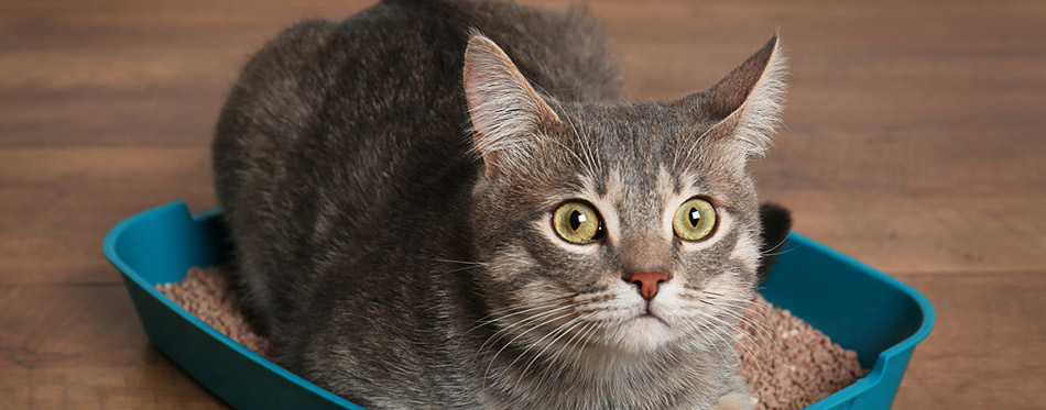 Cute-cat-in--litter-box