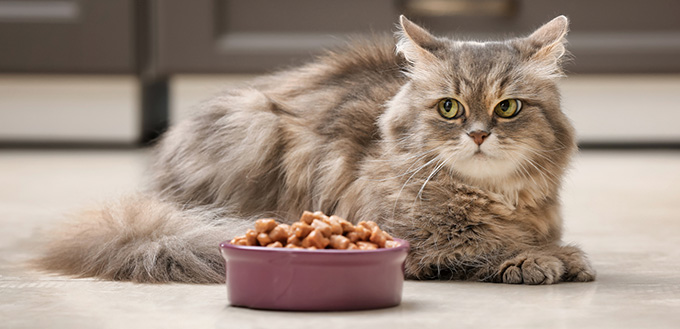 Cute cat near bowl