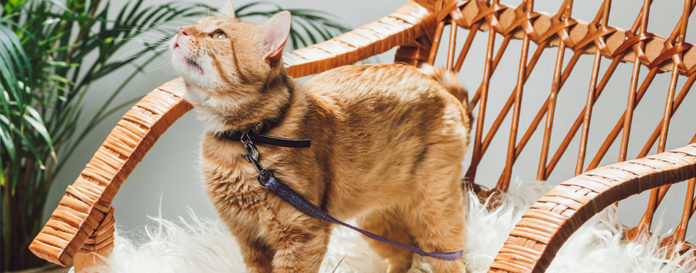 The Best Cat Collars in 2022 | My Pet Needs That
