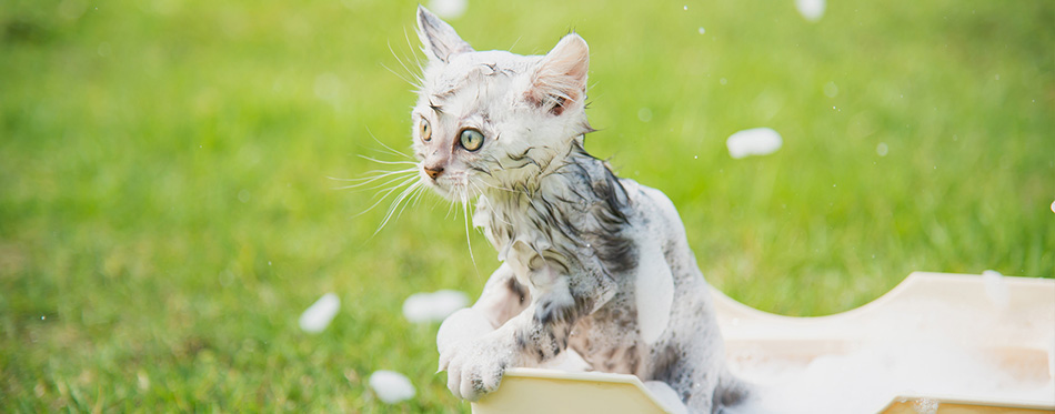 Cute tabby kitten taking a bath in