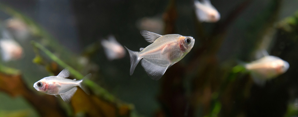 Cute white small fish in the aquarium