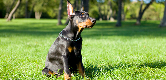 Doberman Pinscher