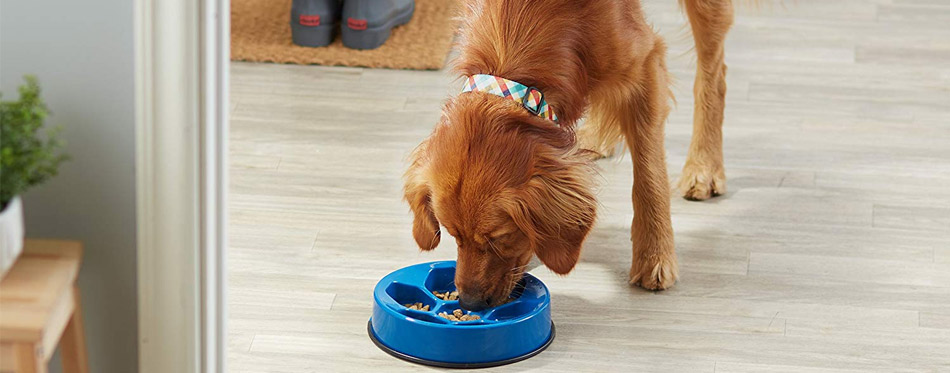 Dog Eats from Bowl