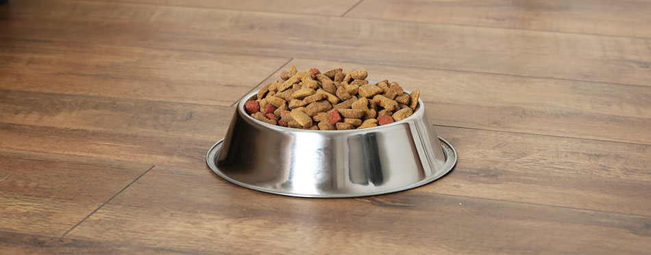 Dog Food in a Bowl