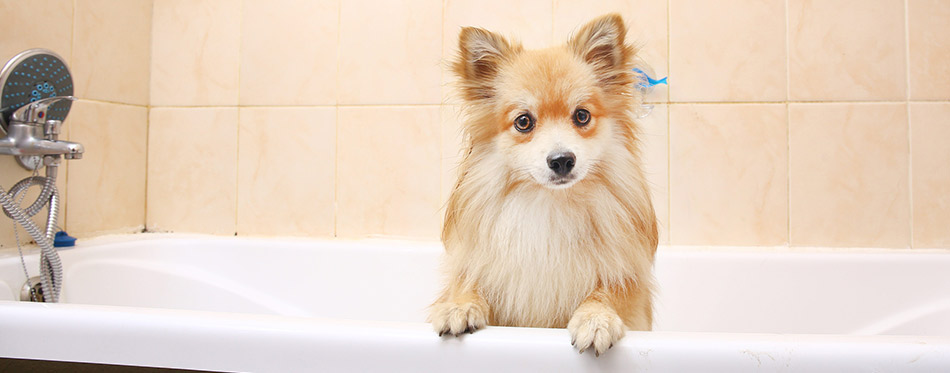 Dog in a bathtub