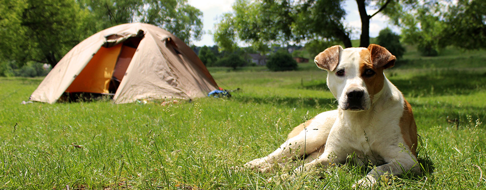 Dog lying on the grass near the tents