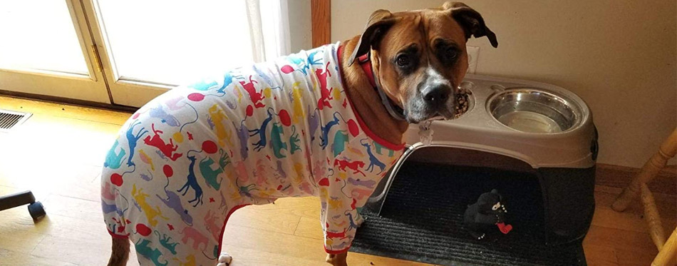 Dog wears pajamas
