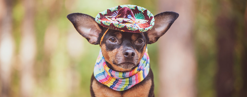 Dog with Sombrero