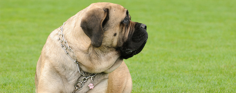 what is the best natural english mastiff chewable food