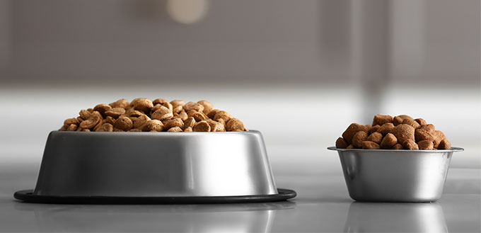 does dog food go bad in heat
