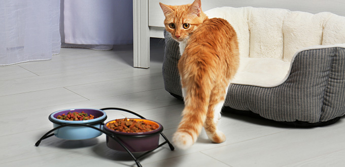 Foxy cat near bowls with food at home