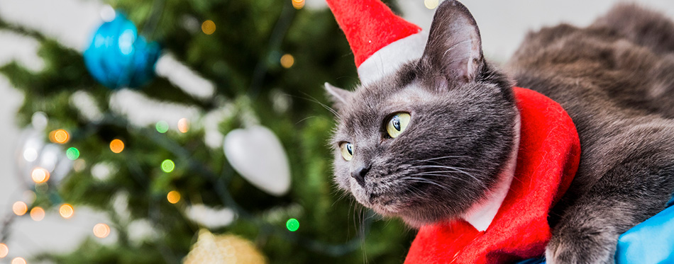 Funny Santa Cat