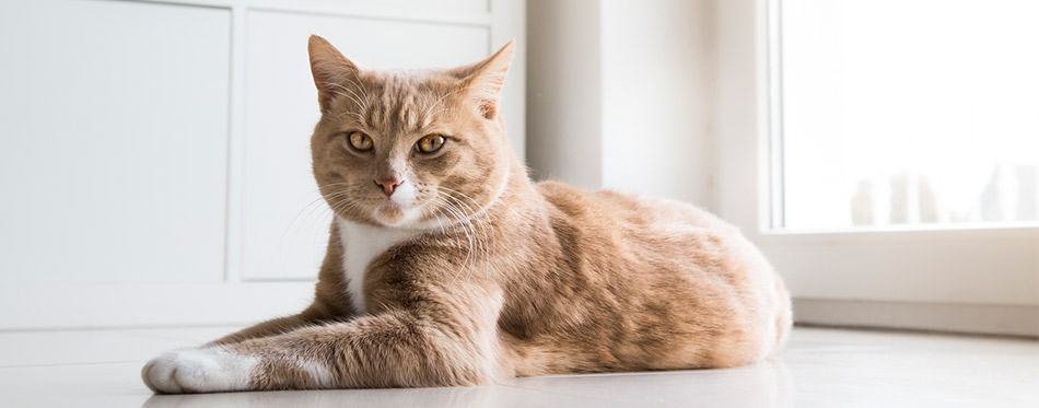 Ginger Cat relaxing at home