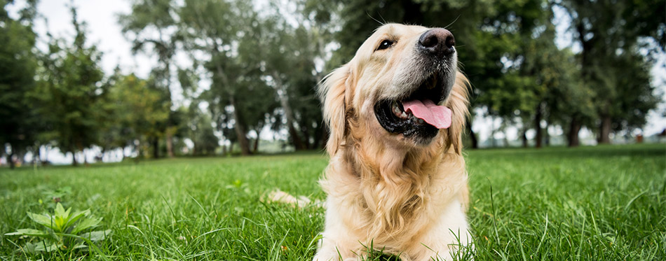 Golden Retriever in Grass