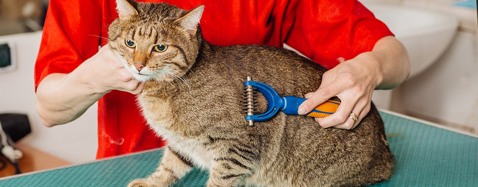 Grooming-cat