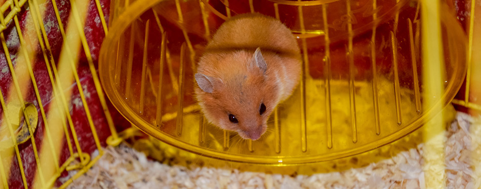 Hamster on Wheel