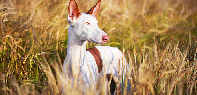 Ibizan Hound