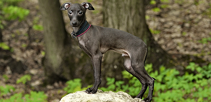 Italian Greyhound