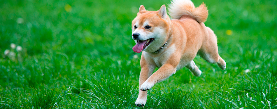 Jumped dog shiba inu on grass