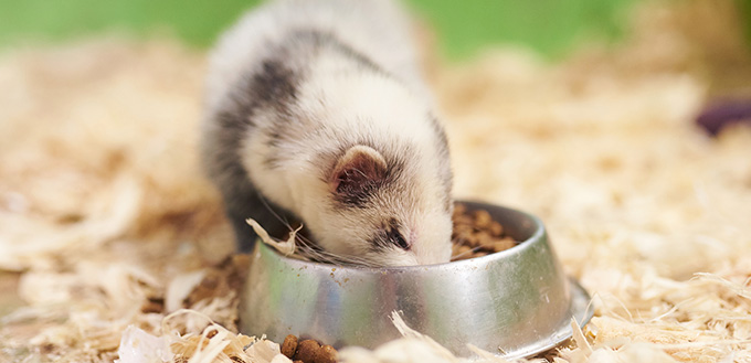 Light gray ferret eats from the trough